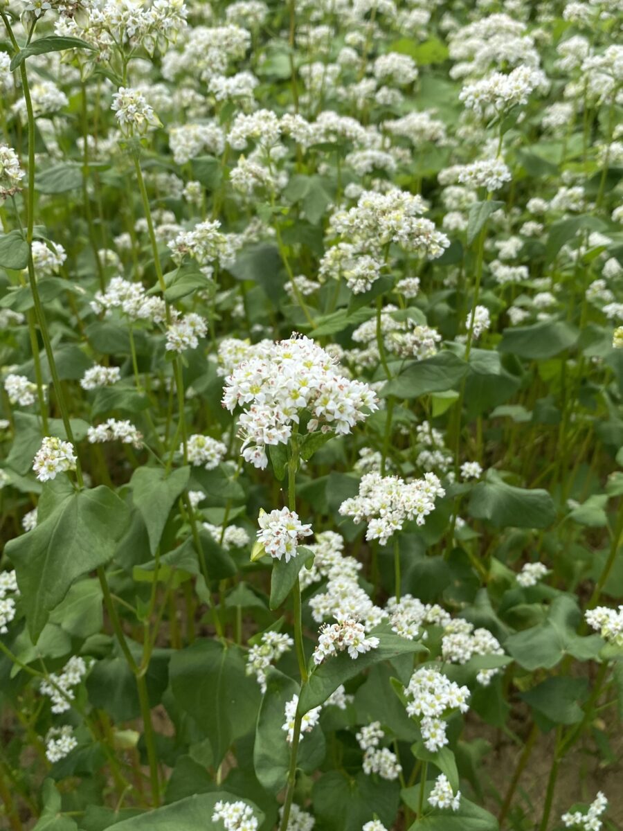 奈良　蕎麦　奈良ランチ 桜井　奈良グルメ　そば畑　そばの花