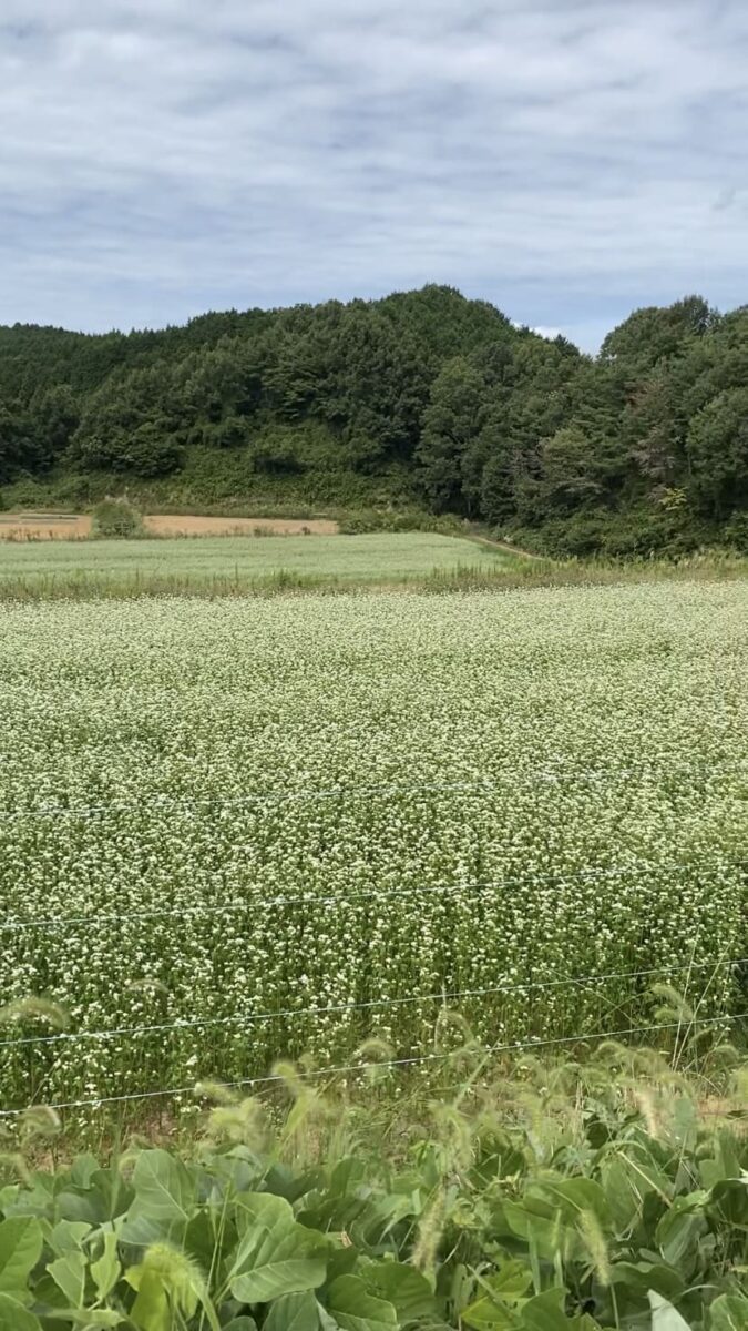 奈良　蕎麦　奈良ランチ 桜井　奈良グルメ　そば畑　そばの花