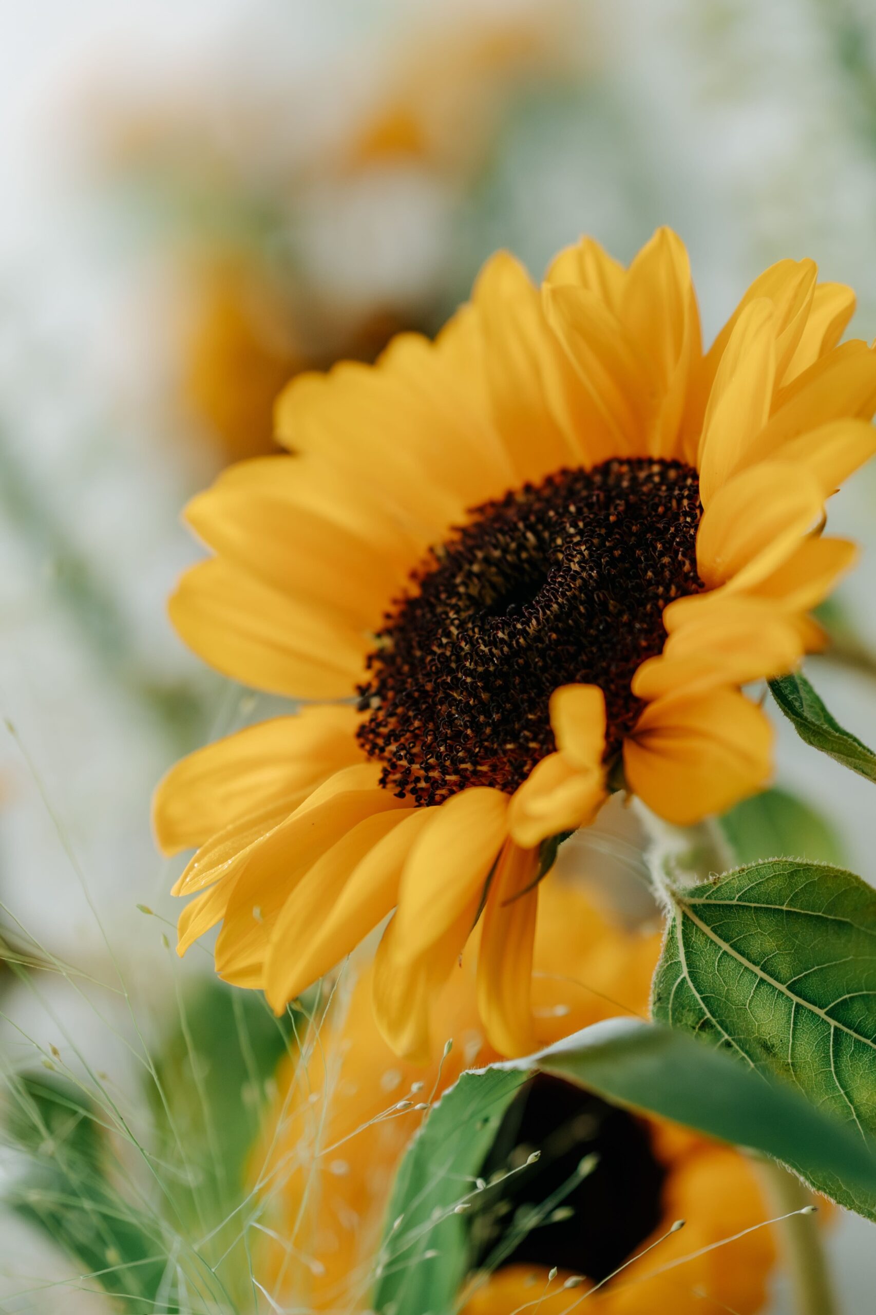 7月イベント【SUN FLOWER】