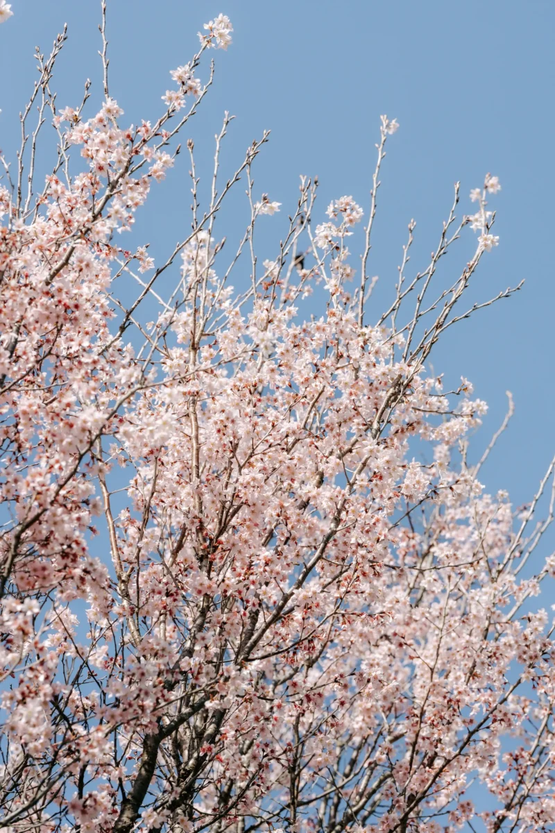 春の桜撮影会のイベント。奈良市内にある、フォトスタジオスーベニアスタジオで生花に囲まれおしゃれな空間で家族写真を撮影できます。ファミリーフォト・バースデーフォト・七五三・ニューボーンフォト・ハーフバースデーフォト、マタニティーフォト