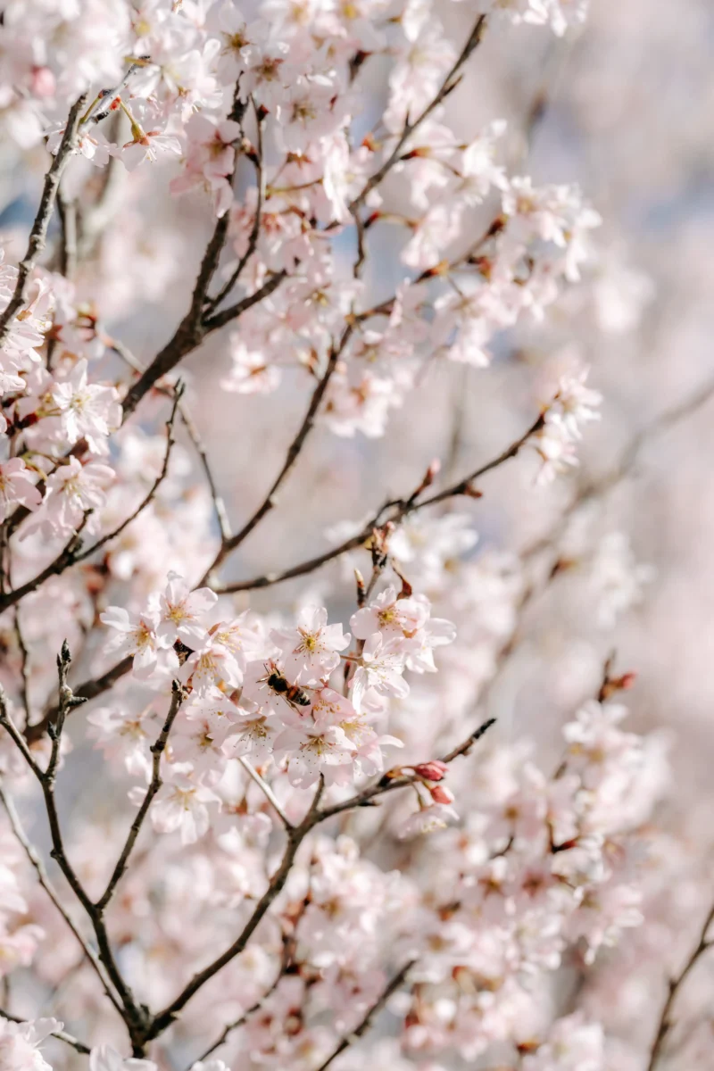 春の桜撮影会のイベント。奈良市内にある、フォトスタジオスーベニアスタジオで生花に囲まれおしゃれな空間で家族写真を撮影できます。ファミリーフォト・バースデーフォト・七五三・ニューボーンフォト・ハーフバースデーフォト、マタニティーフォト